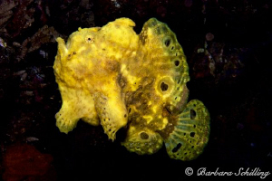 Swimming Frogfish by Barbara Schilling 